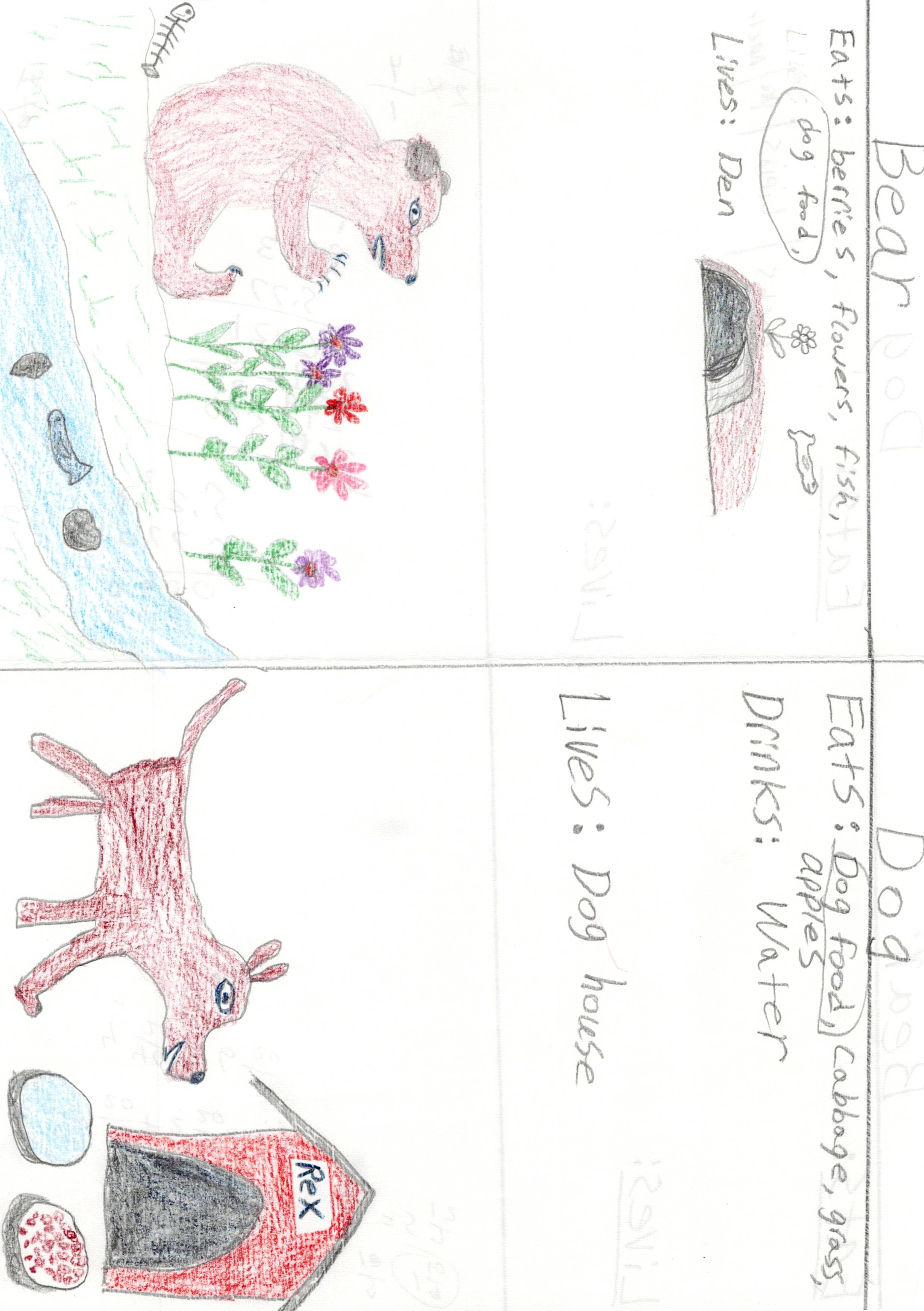 Pet vs Wild Animals